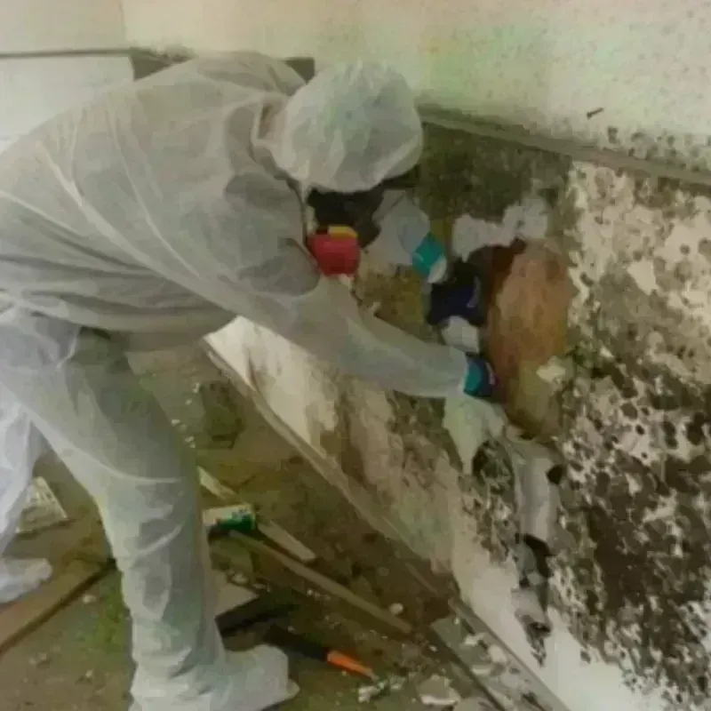 Mold Remediation and Removal in Parker, AZ